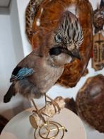 Opgezette.Taxidermie.Taxidermy. HELE mooie VOGEL op een voet, Verzamelen, Dierenverzamelingen, Ophalen of Verzenden, Zo goed als nieuw