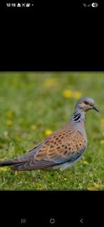 Zomertortel, Dieren en Toebehoren, Vogels | Duiven, Meerdere dieren