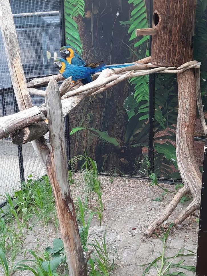 Ruime keuze uit allerlei volierevogels, Dieren en Toebehoren, Vogels | Parkieten en Papegaaien, Parkiet, Meerdere dieren