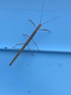 Wandelende takken gratis af te halen in Warnsveld, Dieren en Toebehoren, Insecten en Spinnen, Wandelende tak