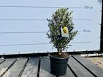 Olijfstruik - prachtige winterharde plant, Olijfboom, Minder dan 100 cm, Volle zon, Ophalen of Verzenden