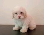 Mooie Boomer pups ShihTzu x Maltezer. Nog 1 teefje., Dieren en Toebehoren, Nederland, Overige rassen, CDV (hondenziekte), 8 tot 15 weken