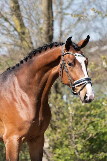 Mega knappe 3 jarige ruin beschikbaar voor biedingen