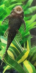 Volwassen vrouwelijke borstelneus pleco beschikbaar, Dieren en Toebehoren, Vissen | Aquariumvissen, Vis