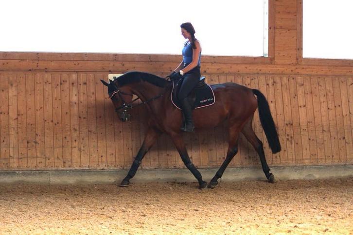 Ruiter/Bijrijder, Diensten en Vakmensen, Dieren | Paarden | Verzorging, Oppas en Les, Ruiter of Bijrijder, Verzorging of Verzorgpony's