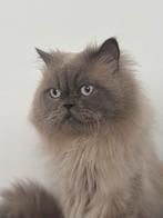 Persian Chincilla Bluepoint Dekkater (Niet te koop!), Dieren en Toebehoren