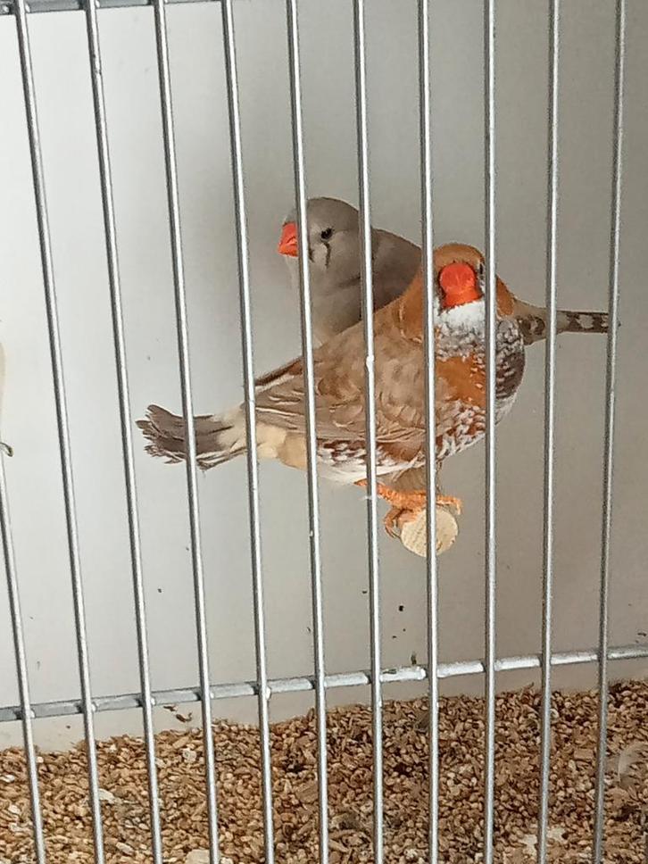 Koppel zebravinken xl, Dieren en Toebehoren, Vogels | Overige Vogels, Meerdere dieren