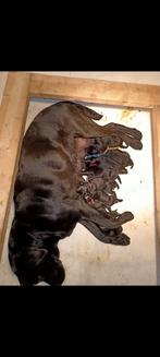 Boulab pups moeder labrador vader berner sennen, 8 tot 15 weken, Labrador retriever, Meerdere, Meerdere dieren