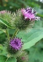 Zaden Arctium lappa, Ophalen of Verzenden, Zaad