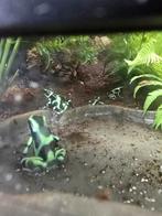 Nakweek dendrobates auratus, Hagedis