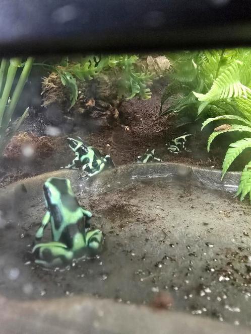 Nakweek dendrobates auratus, Dieren en Toebehoren, Reptielen en Amfibieën, Hagedis