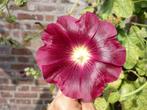 tuinplant - MALVA - gratis zaden - STOKROOS, Tuin en Terras, Ophalen of Verzenden, Zomer, Overige soorten, Halfschaduw