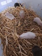 Jonge goudhamsters / Syrische hamsters, Dieren en Toebehoren, Knaagdieren, Meerdere dieren, Hamster, Na 1 juli 2024