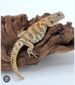 GEZOCHT! Jonge Ornate Uromastyx, 0 tot 2 jaar