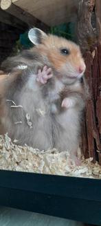 Langharige hamster, Dieren en Toebehoren, Knaagdieren, Hamster, Juni, Mannelijk, Tam