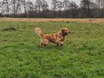FCI Stamboom + volledig geteste; Dekreu Golden Retriever, Dieren en Toebehoren, Parvo, Reu, 1 tot 2 jaar, Eén hond