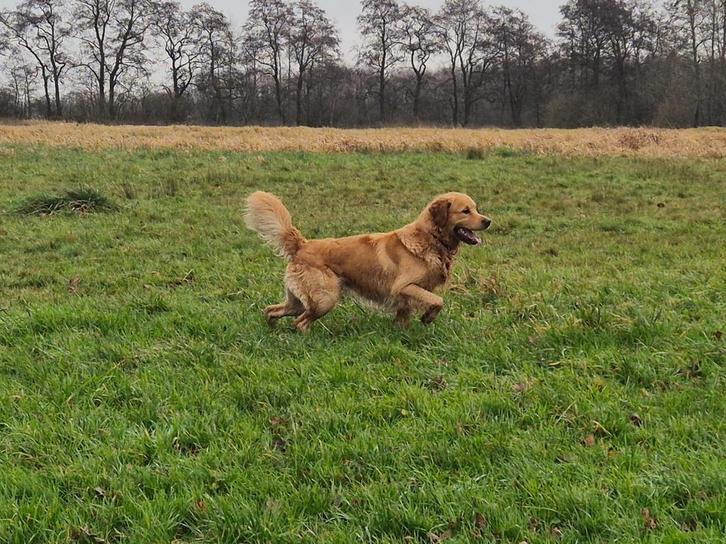 FCI Stamboom + volledig geteste; Dekreu Golden Retriever, Dieren en Toebehoren, Honden | Dekreuen, Reu, Particulier, Eén hond