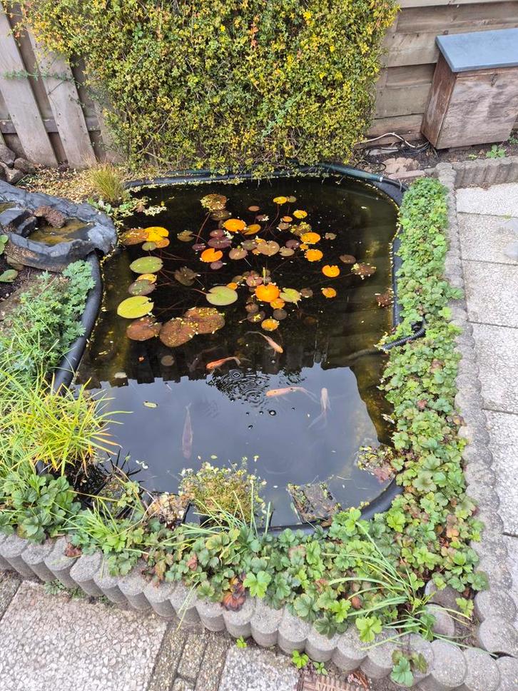 Gratis vijver met vissen af te halen, Tuin en Terras, Vijvers, Gebruikt, Ophalen