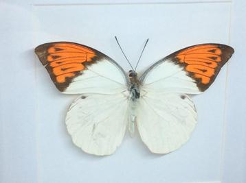 vlinder Hebomoia selebensis Glausippe