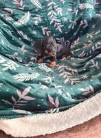 Dwergteckel pups, Dieren en Toebehoren, CDV (hondenziekte), 8 tot 15 weken, Dwerg, Meerdere