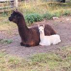 Prachtige Alpaca merrie met merrie veulen!, Dieren en Toebehoren, Overige Dieren, Maart, Vrouwelijk