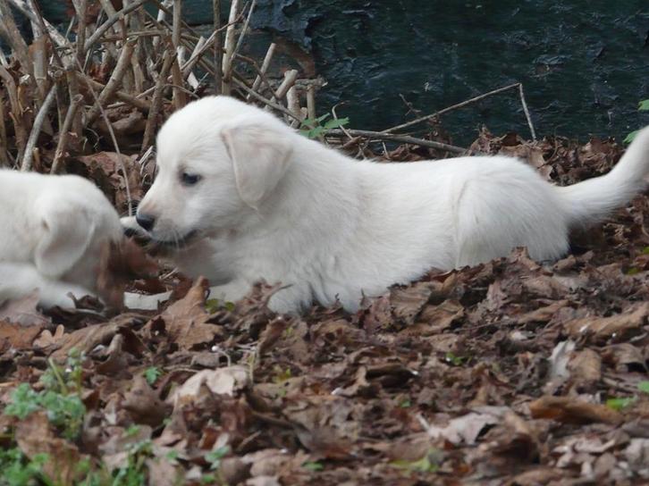 Golden Retriever x Labrador pups, Dieren en Toebehoren, Honden | Retrievers, Spaniëls en Waterhonden, Meerdere dieren, Golden retriever