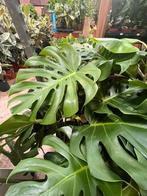 Monstera Deliciosa “big leaf”, Ophalen, Overige soorten, Minder dan 100 cm