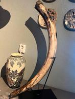 Mammoet vrouwtjes Slagtand - Uniek Noordzee Exemplaar, Verzamelen, Ophalen, Fossiel