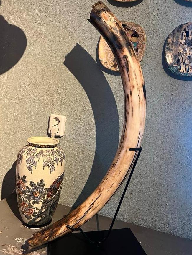 Mammoet vrouwtjes Slagtand - Uniek Noordzee Exemplaar, Verzamelen, Mineralen en Fossielen, Fossiel, Ophalen