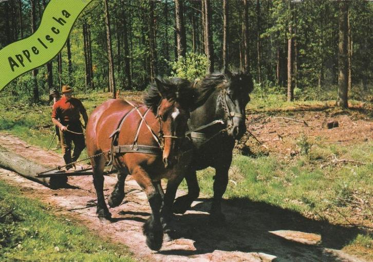 APPELSCHA Paarden Bosbouw, Verzamelen, Ansichtkaarten | Nederland, Gelopen, Friesland, 1960 tot 1980, Verzenden