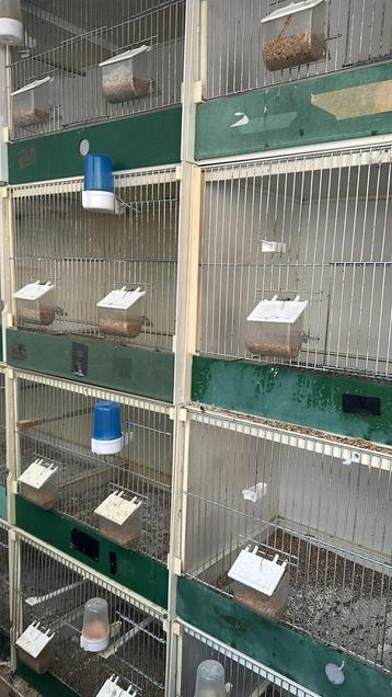 Te koop kunststof kweekkooien beschikbaar voor biedingen