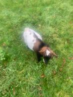 Hoornloze dwergbok, Dieren en Toebehoren, Schapen, Geiten en Varkens, Mannelijk, Geit, 0 tot 2 jaar