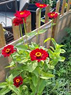 Zinnia Meteor, Ophalen of Verzenden, Volle zon, Zaad