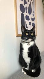 Kat Otje, Dieren en Toebehoren, Katten en Kittens | Overige Katten, Poes