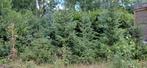 Kerstbomen aangeboden, Tuin en Terras, Planten | Struiken en Hagen, Ophalen of Verzenden, Conifeer, 100 tot 250 cm