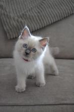 Ragdoll kittens, Dieren en Toebehoren, Katten en Kittens | Raskatten | Langhaar, Kater, Gechipt, 0 tot 2 jaar