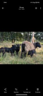 Ouessant schapen, drents heideschapen klein, Dieren en Toebehoren, Schapen, Geiten en Varkens, Meerdere dieren, Schaap