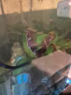 Guppen en garnalen, Dieren en Toebehoren, Kreeft, Krab of Garnaal