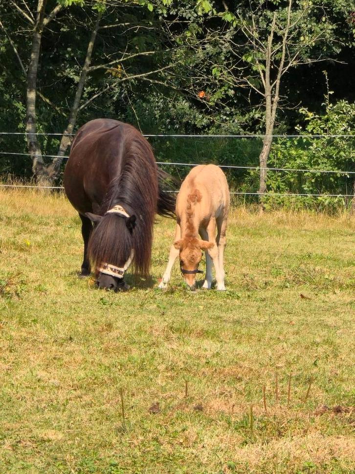 1e premie kroon merrie, Dieren en Toebehoren, Pony's, Merrie, A pony (tot 1.17m), 7 tot 10 jaar, Met stamboom, Gechipt, Ontwormd