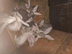 Duitse reuzen, Meerdere dieren, Groot