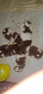 Pomeriaan pups lilac wit  11 weken, Parvo, Keeshond, 8 tot 15 weken, Meerdere