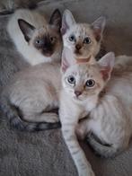 Prachtige Snowbengaal  Thai siamees kittens, Meerdere dieren, Ontwormd