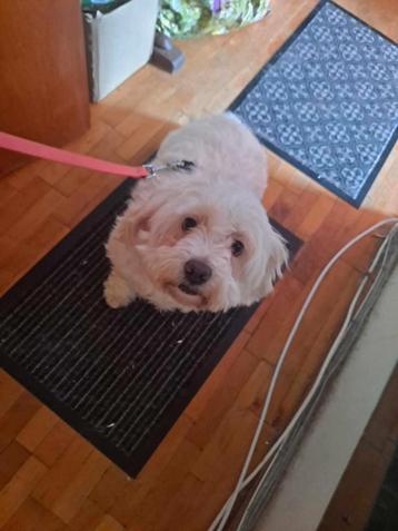 Leuke sociale hondjes ter adoptie!  beschikbaar voor biedingen