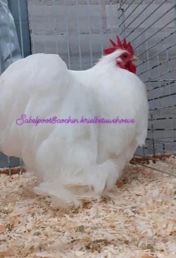 Cochin kriel cochinkriel cochin krielen cochin kippen  beschikbaar voor biedingen