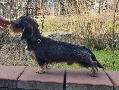 Dwergteckel Ruwhaar Reu ter Dekking, Dieren en Toebehoren, Honden | Teckels en Dashonden, Reu, Ruwhaar, Dwerg, Particulier, Eén hond