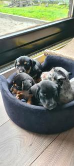 Jack Russel puppies, Particulier, Meerdere, 8 tot 15 weken, Meerdere dieren