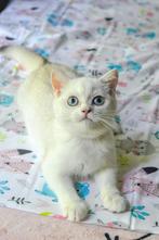 British shorthair kitten, Dieren en Toebehoren, Katten en Kittens | Raskatten | Korthaar, Poes, Gechipt, 0 tot 2 jaar