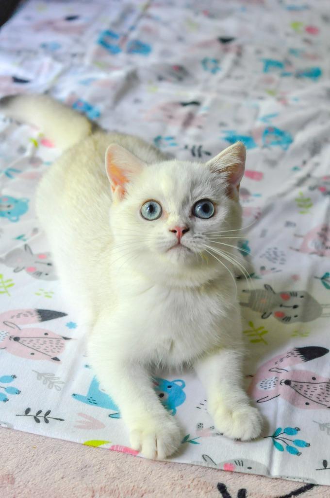 British shorthair kitten, Dieren en Toebehoren, Katten en Kittens | Raskatten | Korthaar, Poes, 0 tot 2 jaar, Met stamboom, Gechipt