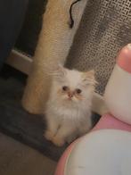 Lieve kittens, Dieren en Toebehoren, Katten en Kittens | Raskatten | Langhaar, Meerdere dieren, Ontwormd, 0 tot 2 jaar