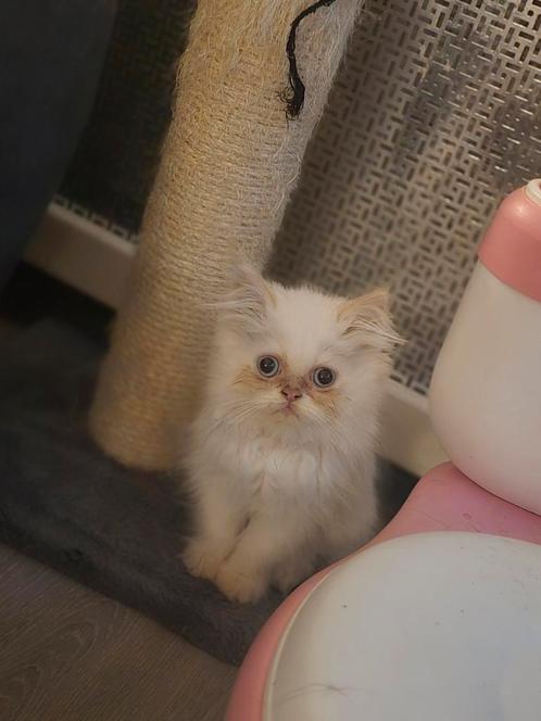 Lieve kittens, Dieren en Toebehoren, Katten en Kittens | Raskatten | Langhaar, Meerdere dieren, 0 tot 2 jaar, Ontwormd